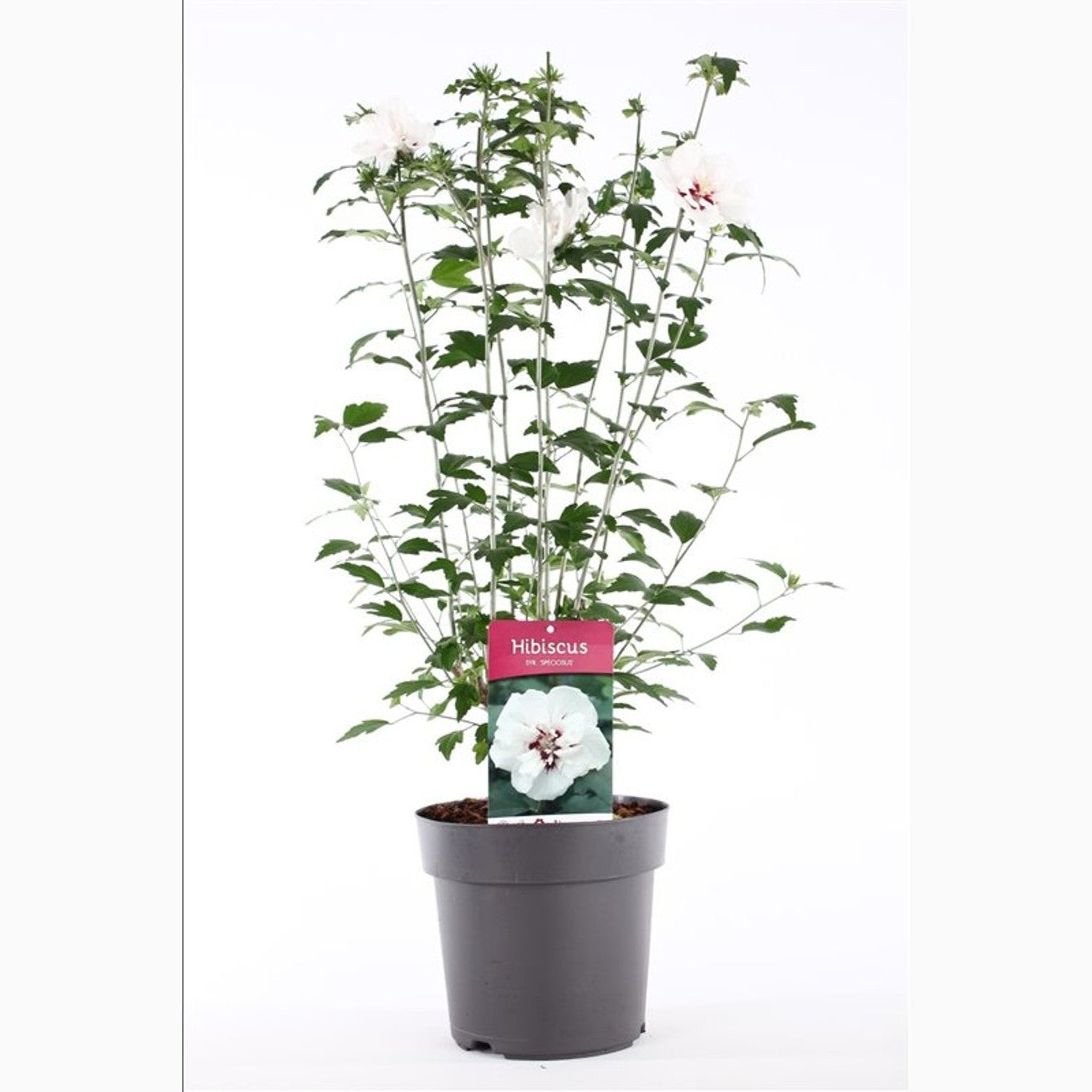 Hibiskus – Hibiscus syriacus 'Speciosus' - C5